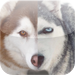 Husky Wallpapers HD