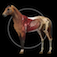 Horse Anatomy: Equine 3D